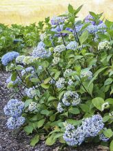 Hortensia - Hydrangea macrophylla Nigra