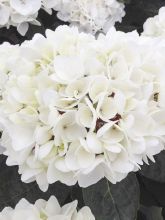 Hortensia - Hydrangea macrophylla Choco Pur® 