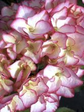 Hortensia - Hydrangea macrophylla Sabrina