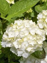 Hortensia - Hydrangea macrophylla Schneeball