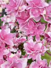 Hortensia 'Tinkerbell'