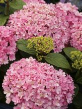 Hortensia - Hydrangea macrophylla Umbrella