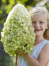 Hortensia - Hydrangea paniculata Hercules