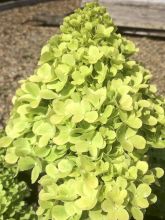 Hydrangea paniculata Mojito - hydrangéa paniculé