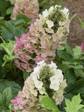 Hortensia - Hydrangea quercifolia Jetstream