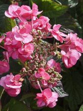 Hortensia - Hydrangea serrata Santiago