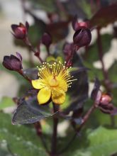 Millepertuis MIRACLE® Night - Hypericum