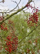 Idesia polycarpa vestita