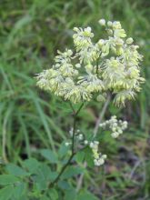 Thalictrum minus Adiantifolium - Petit Pigamon