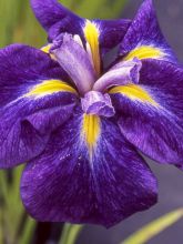 Iris du Japon - Iris ensata Iedo Mishiski