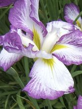 Iris du Japon - Iris ensata Stippled Ripples