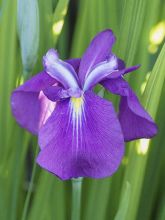 Iris du Japon - Iris ensata Yezo Nishiki