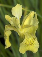 Iris de Sibérie - Iris forrestii