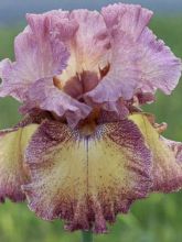 Iris germanica Beguine