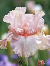 Iris germanica Blushing Pink