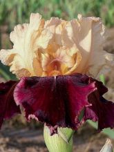 Iris germanica Double Espoir