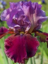 Iris germanica Gamay - Iris des Jardins Gamay