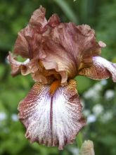 Iris germanica Huckleberry Fudge
