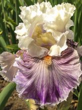 Iris des jardins 'Juicy Rumours'