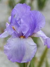 Iris germanica Late Lilac