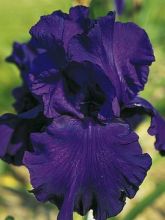 Iris germanica Royal Intrigue