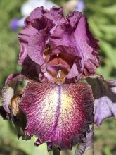 Iris germanica Sirop de Framboise - Iris des jardins