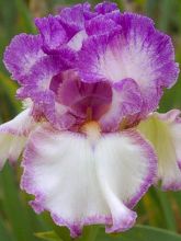 Iris germanica Striking