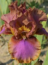 Iris germanica Wild Frontier