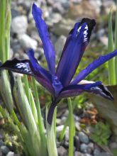 Iris reticulata Blue Note - Iris réticulé