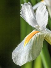 Iris reticulata Natascha - Iris réticulé
