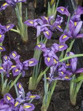 Iris reticulata Scent Sational - Iris réticulé