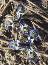 Iris reticulata Splish Splash - Iris réticulé