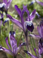Iris reticulata Spot On - iris réticulé