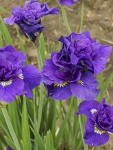 Iris de Sibérie - Iris sibirica Double Standard