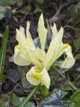 Iris winogradowii - Iris botanique