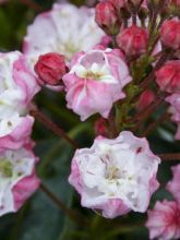 Kalmia latifolia Madeline - Laurier des montagnes rose pâle, à fleurs doubles