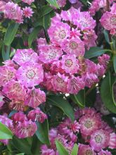 Kalmia latifolia Pink Charm - Laurier des montagnes rose riche