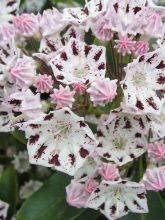 Kalmia latifolia Windrose - Laurier des montagnes blanc à spots pourpre foncé