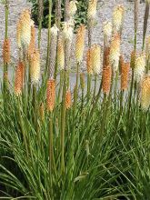 Kniphofia Cobra