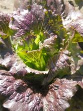 Laitue Grasse Rougette Cardinale - Lactuca sativa