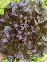 Laitue feuille de Chêne Eluarde en plants