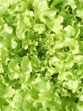 Laitue à couper Salad Bowl verte - Vilmorin