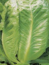 Laitue Romaine Tantan