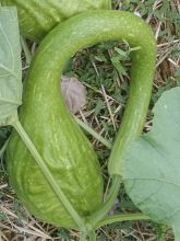 Courge Marenka Bio - Ferme de Sainte Marthe