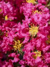 Lagerstroemia indica Bergerac - Lilas des Indes