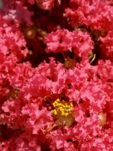 Lagerstroemia indica Grand Cru - Lilas des Indes
