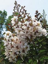 Lilas des Indes - Lagerstroemia indica Kimono