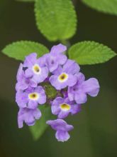 Lantana montevidensis Mauve - Lantanier rampant.