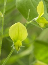 Lathyrus cloranthus Lemonade - Pois de senteur jaune