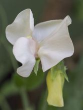 Graines de Pois de senteur Cream Southborne - Lathyrus odoratus grandiflora 